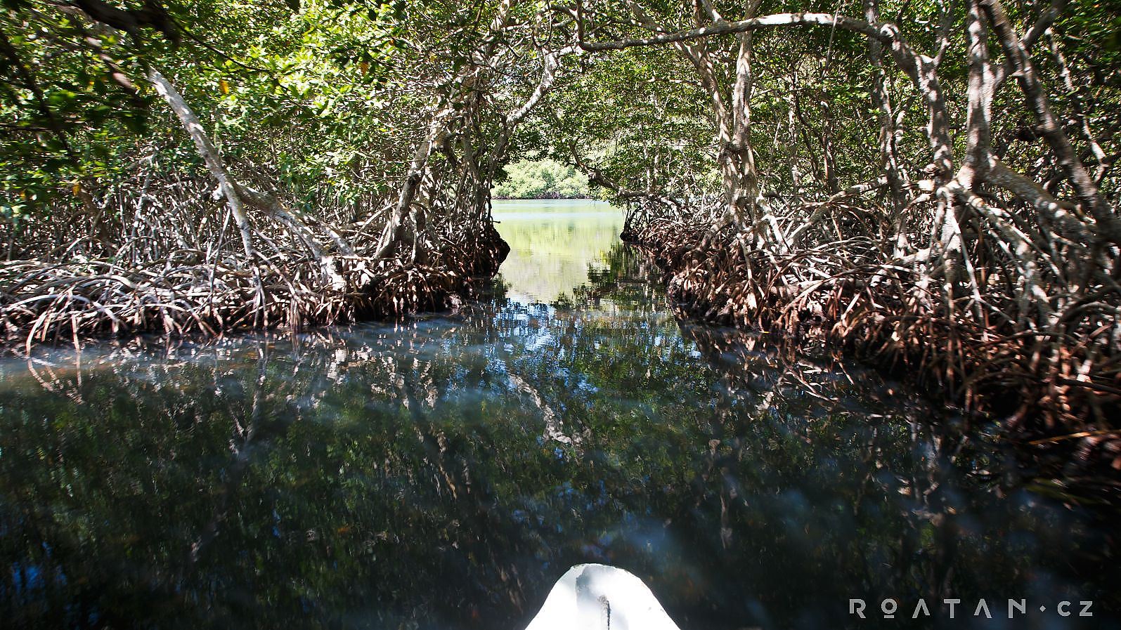 Nesmíte vynechat mangrovy