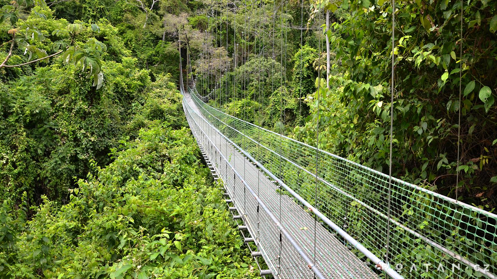 Mosty v džungli