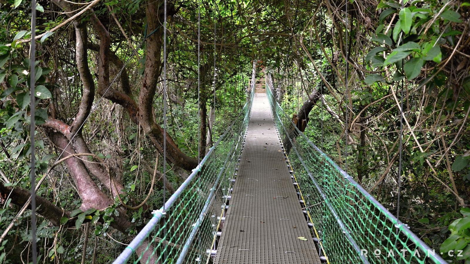 Mosty v džungli