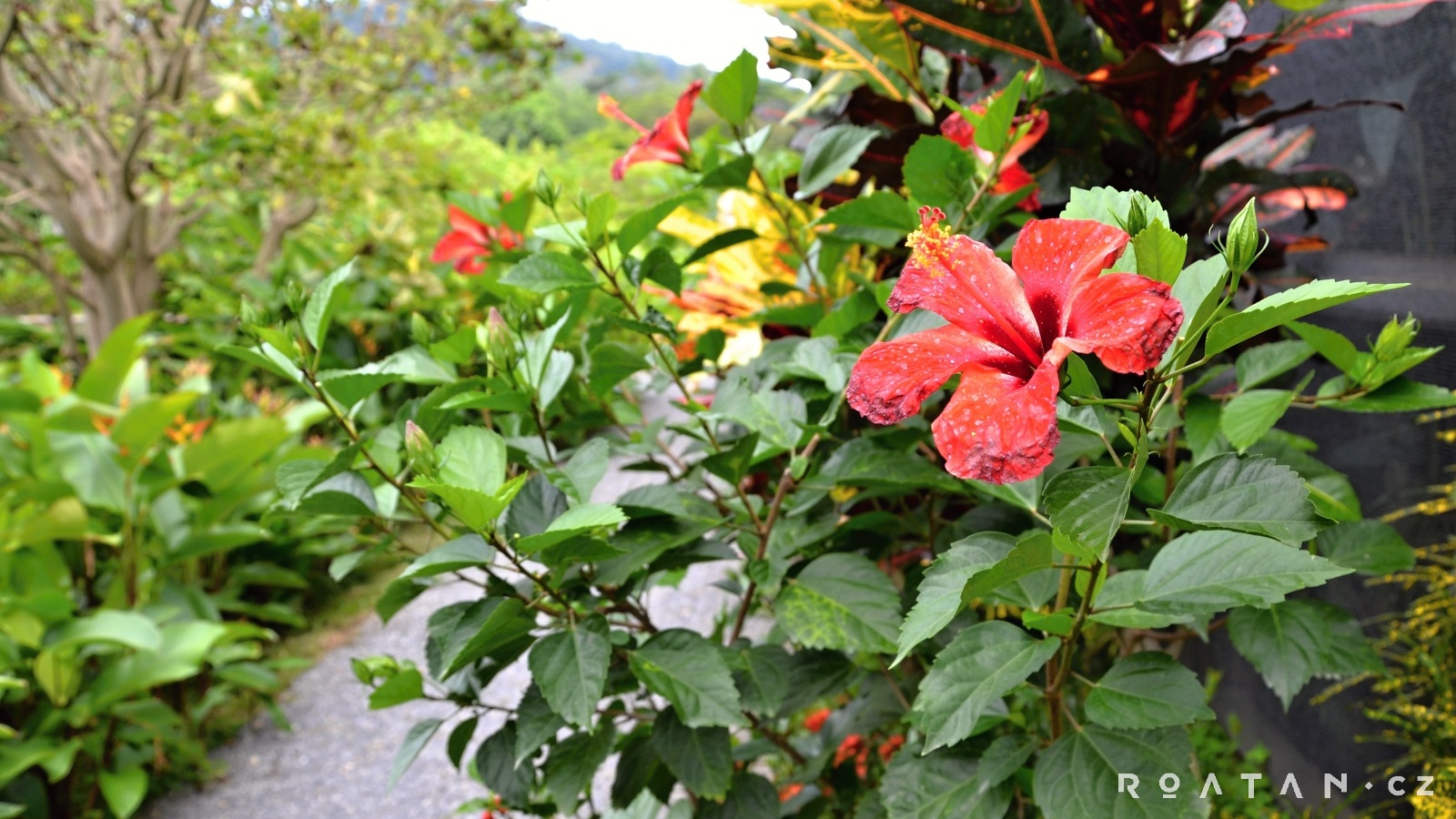 Tropical Arboretum