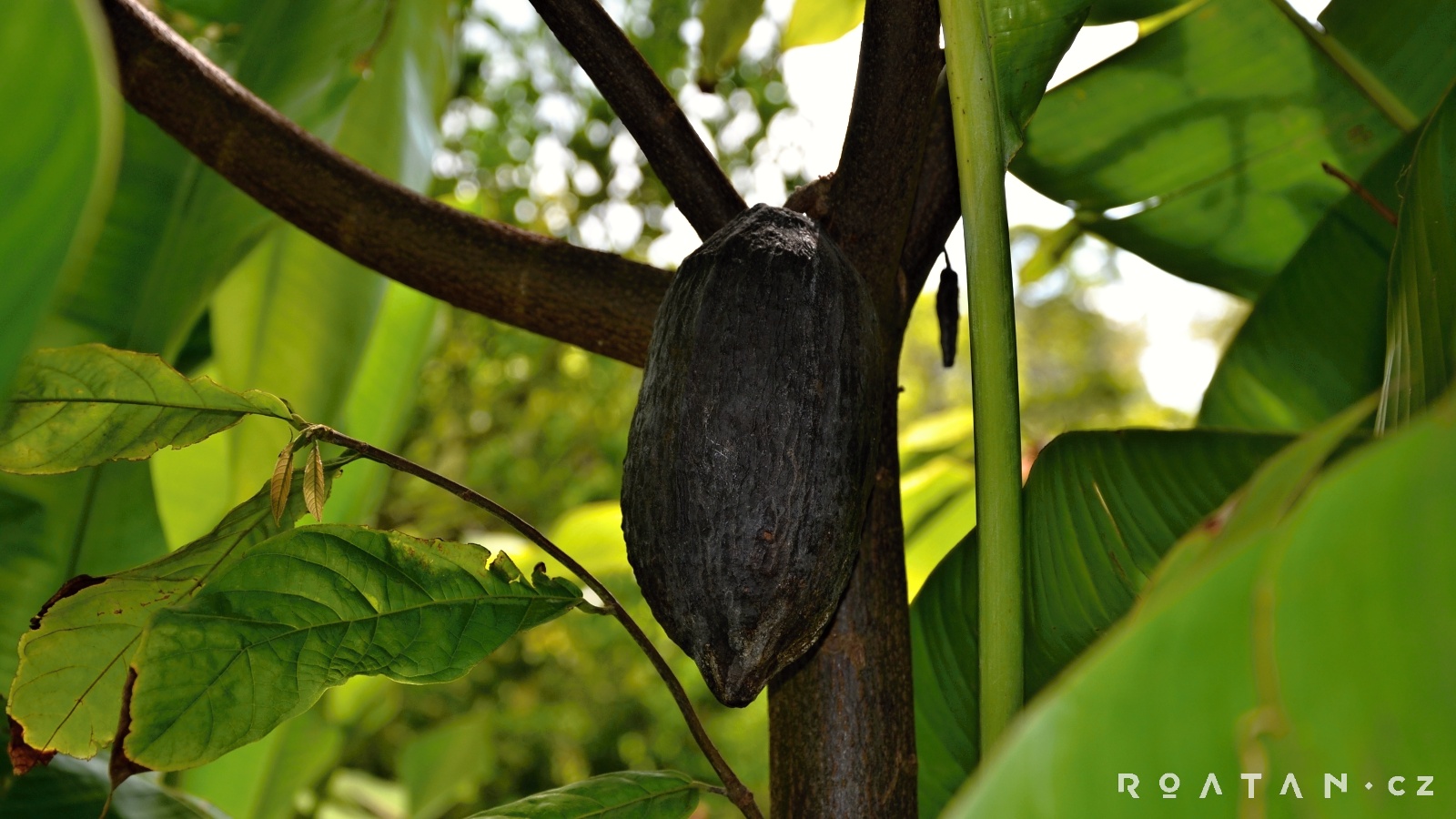 Tropical Arboretum